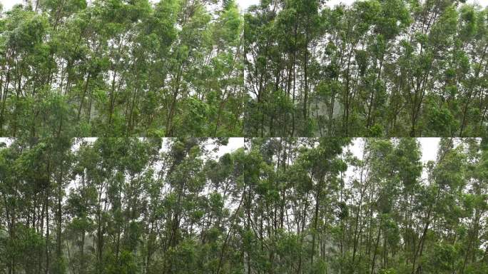 台风森林狂风暴雨风吹树林风吹雨打树木下雨