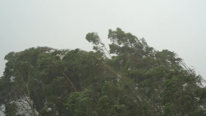 台风森林狂风暴雨风吹树林风吹雨打树木下雨