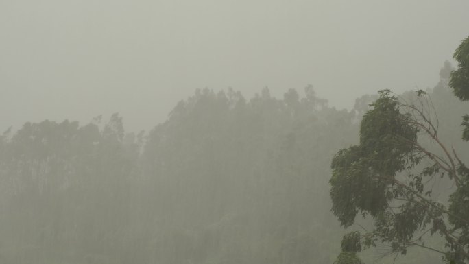 台风森林狂风暴雨风吹树林风吹雨打树木下雨