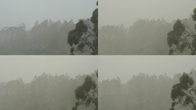 台风森林狂风暴雨风吹树林风吹雨打树木下雨