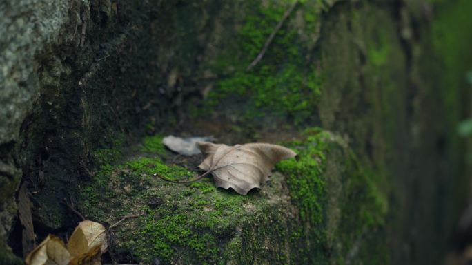 石阶苔藓