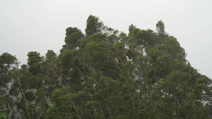 森林狂风暴雨风吹树林风吹雨打树木台风下雨