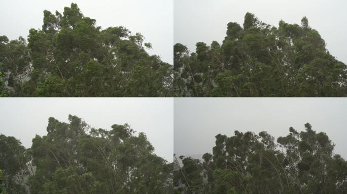 森林狂风暴雨风吹树林风吹雨打树木台风下雨