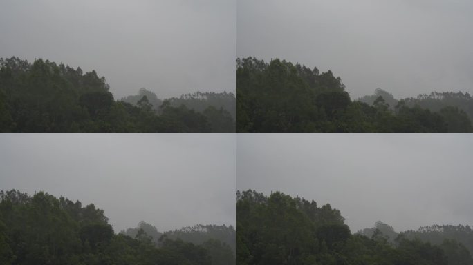 阴天森林乌云飘过树林阴雨天森林大景松树林