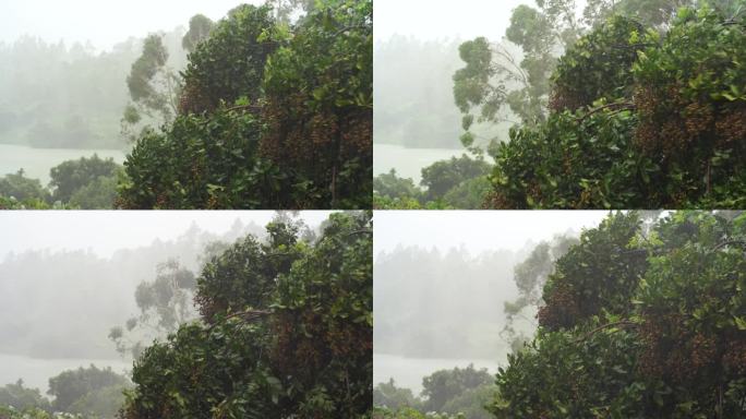 台风森林狂风暴雨风吹树林风吹雨打龙眼树林