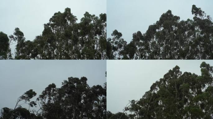 台风森林狂风暴雨风吹树林风吹雨打树木下雨