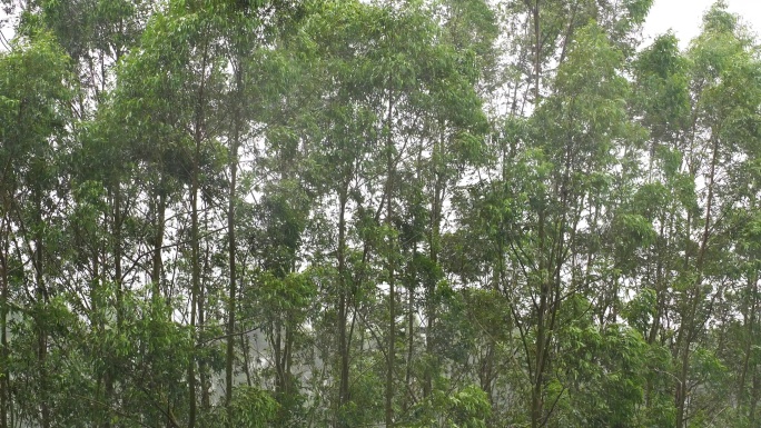 台风森林狂风暴雨风吹树林风吹雨打树木下雨