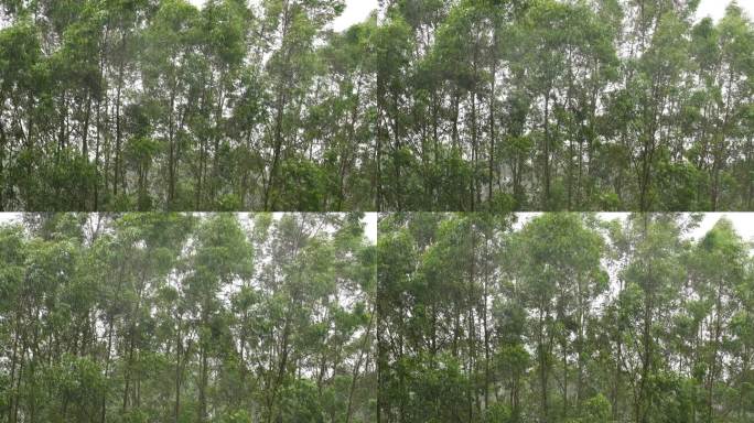 台风森林狂风暴雨风吹树林风吹雨打树木下雨