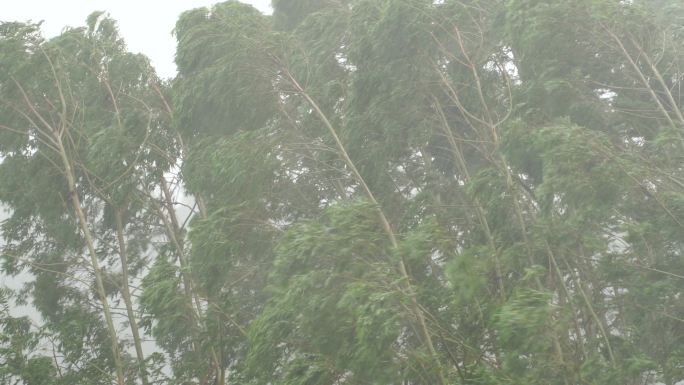 台风森林狂风暴雨风吹树林风吹雨打树木下雨