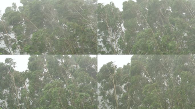 台风森林狂风暴雨风吹树林风吹雨打树木下雨