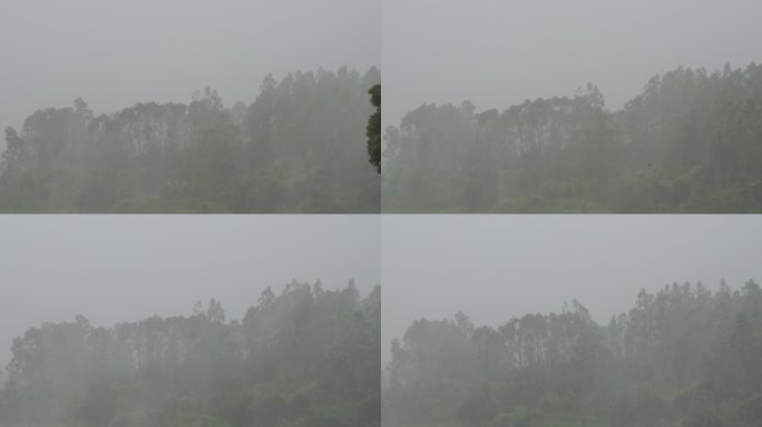 台风森林狂风暴雨风吹树林风吹雨打树木下雨