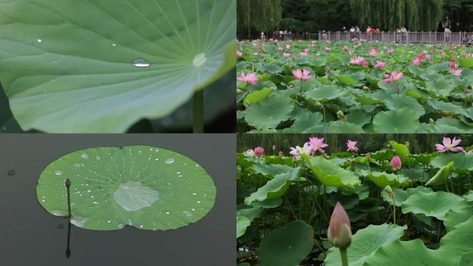 荷花 雨中 荷塘 游人 莲蓬 公园