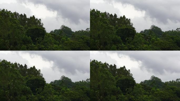 下雨天森林飞鸟树林一群鸟儿飞过松树林鸽子