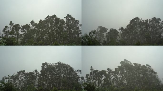 台风森林狂风暴雨风吹树林风吹雨打树木下雨