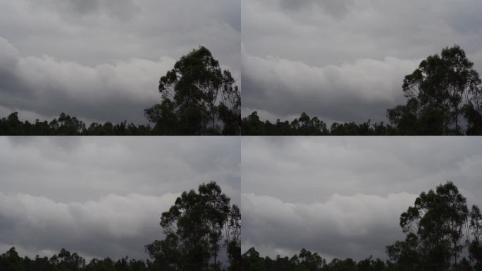 阴天森林乌云飘过树林阴雨天森林大景松树林