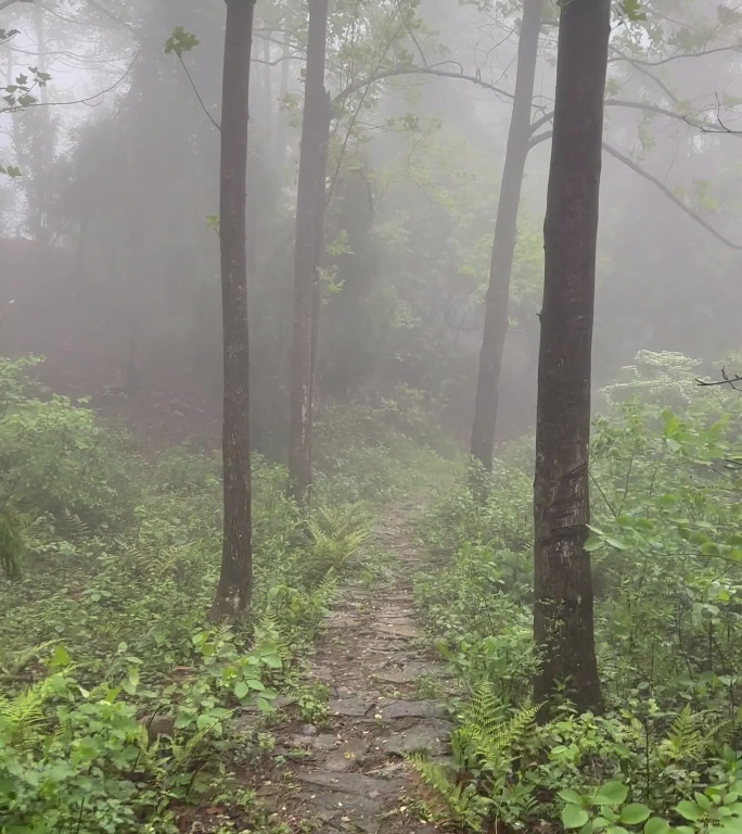 雨雾天气的山间竹林道路流水