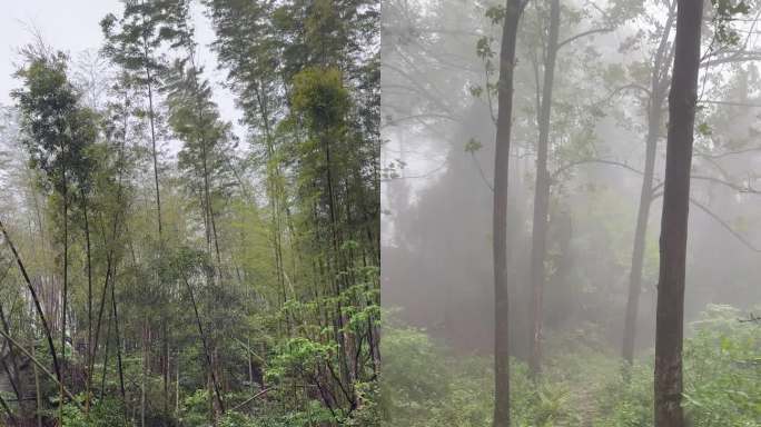 雨雾天气的山间竹林道路流水