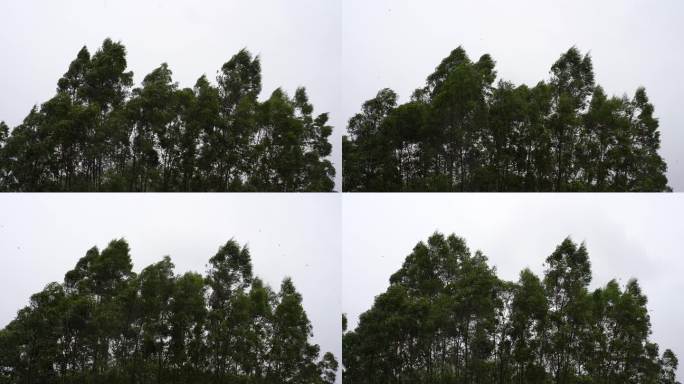 台风森林狂风暴雨风吹树林风吹雨打树木下雨