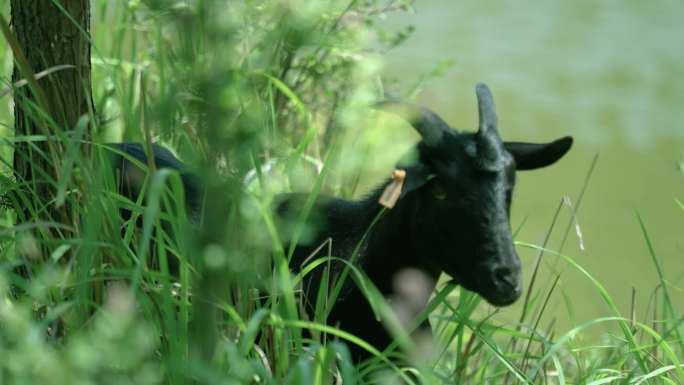 黑山羊吃草