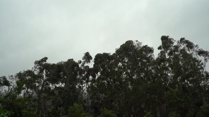 台风森林狂风暴雨风吹树林风吹雨打树木下雨