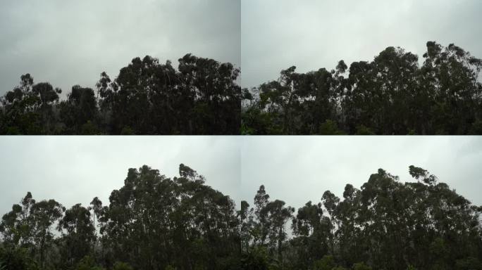 台风森林狂风暴雨风吹树林风吹雨打树木下雨