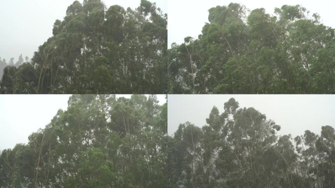 台风森林狂风暴雨风吹树林风吹雨打树木下雨