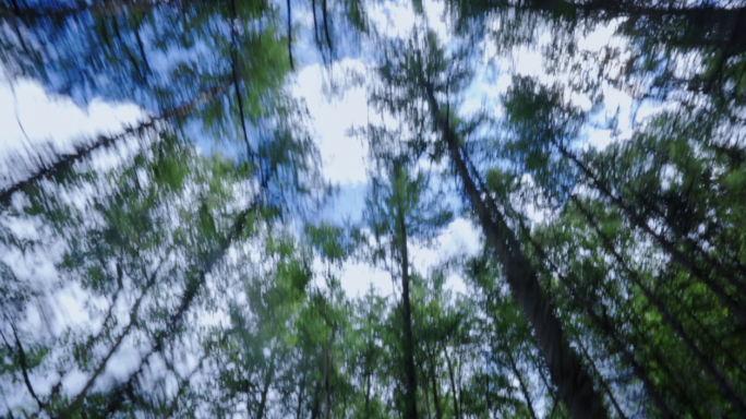 速度感 树木快速移动 树林奔跑