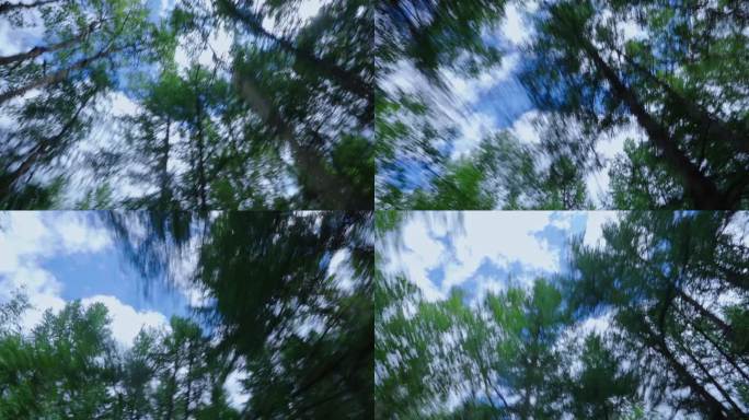 速度感 树木快速移动 树林奔跑