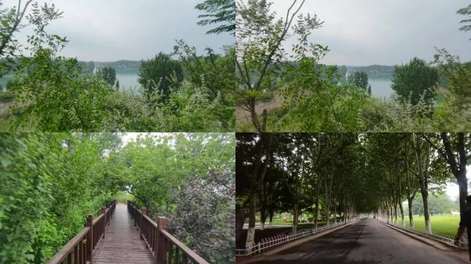 郑州树木园夏季风景