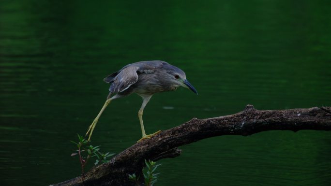 池塘 湖面 树桩 夜鹭 池鹭 鹭鸟