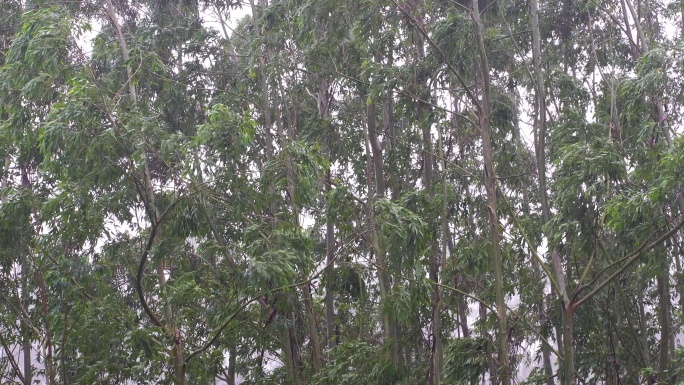 台风森林狂风暴雨风吹树林风吹雨打树木下雨