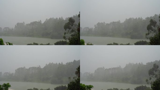 台风森林狂风暴雨风吹树林风吹雨打树木下雨