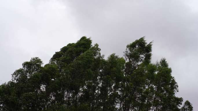 阴天森林风吹树林雨天树叶随风摇曳自然景观