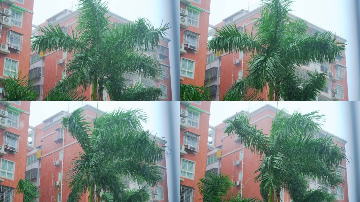大雨天刮风下雨树木 大王椰子树 台风天