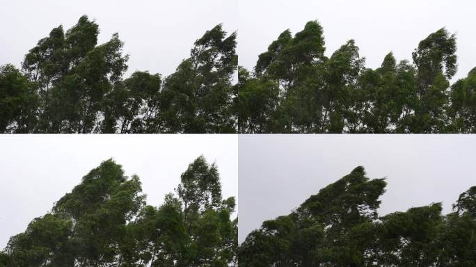 台风森林狂风暴雨风吹树林风吹雨打树木下雨