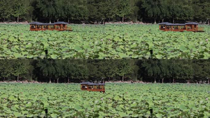 圆明园游船和盛开的荷花湖