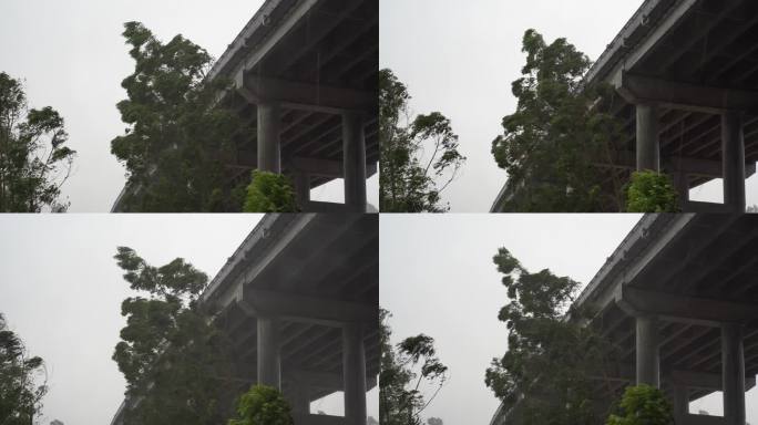 台风森林狂风暴雨风吹树林风吹雨打树木下雨