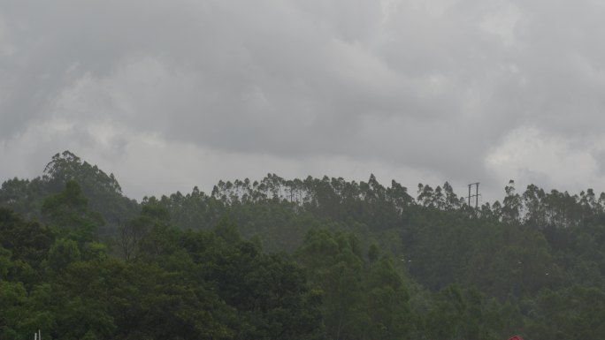 阴天森林乌云飘过树林阴雨天森林大景松树林