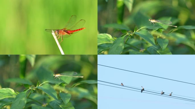 蜻蜓红蜻蜓鸟麻雀起飞升格