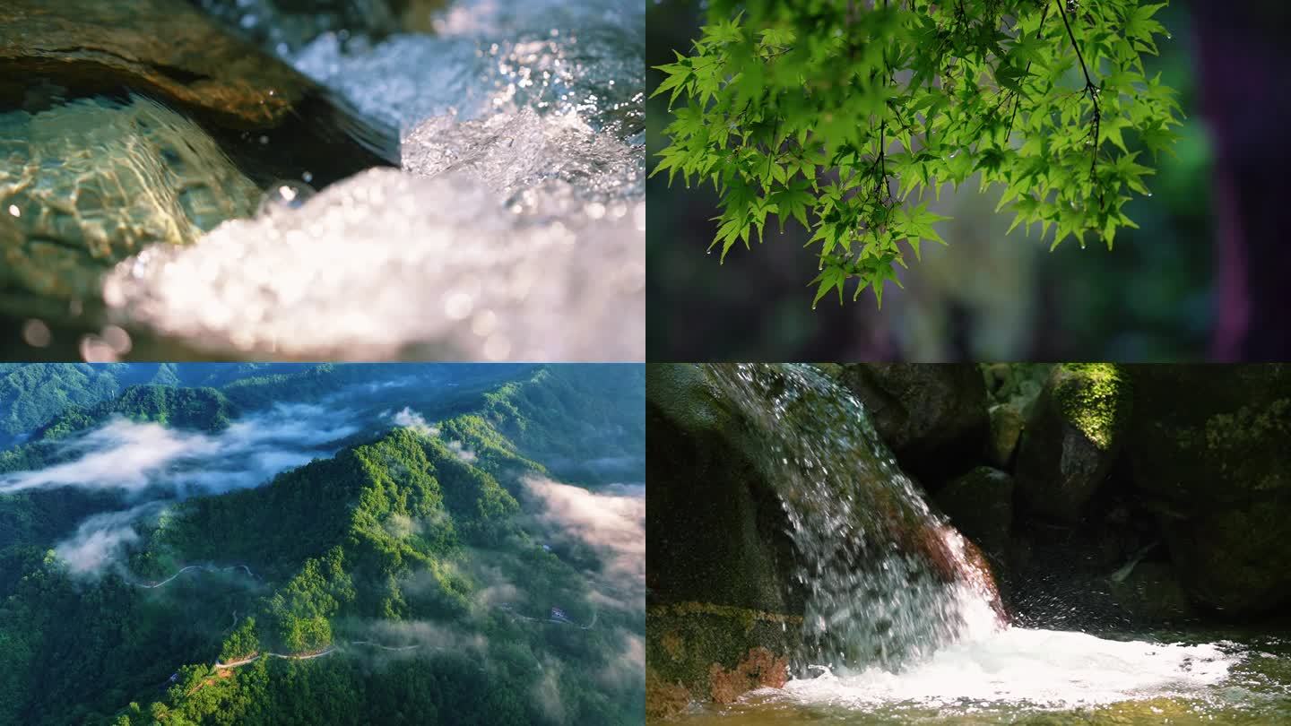 苔藓青苔湿润水花水滴滴水雨滴水面叶子