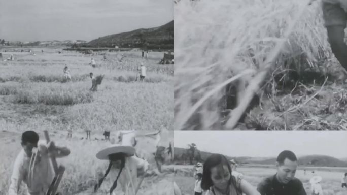 农民割稻子水稻丰收  5060年代