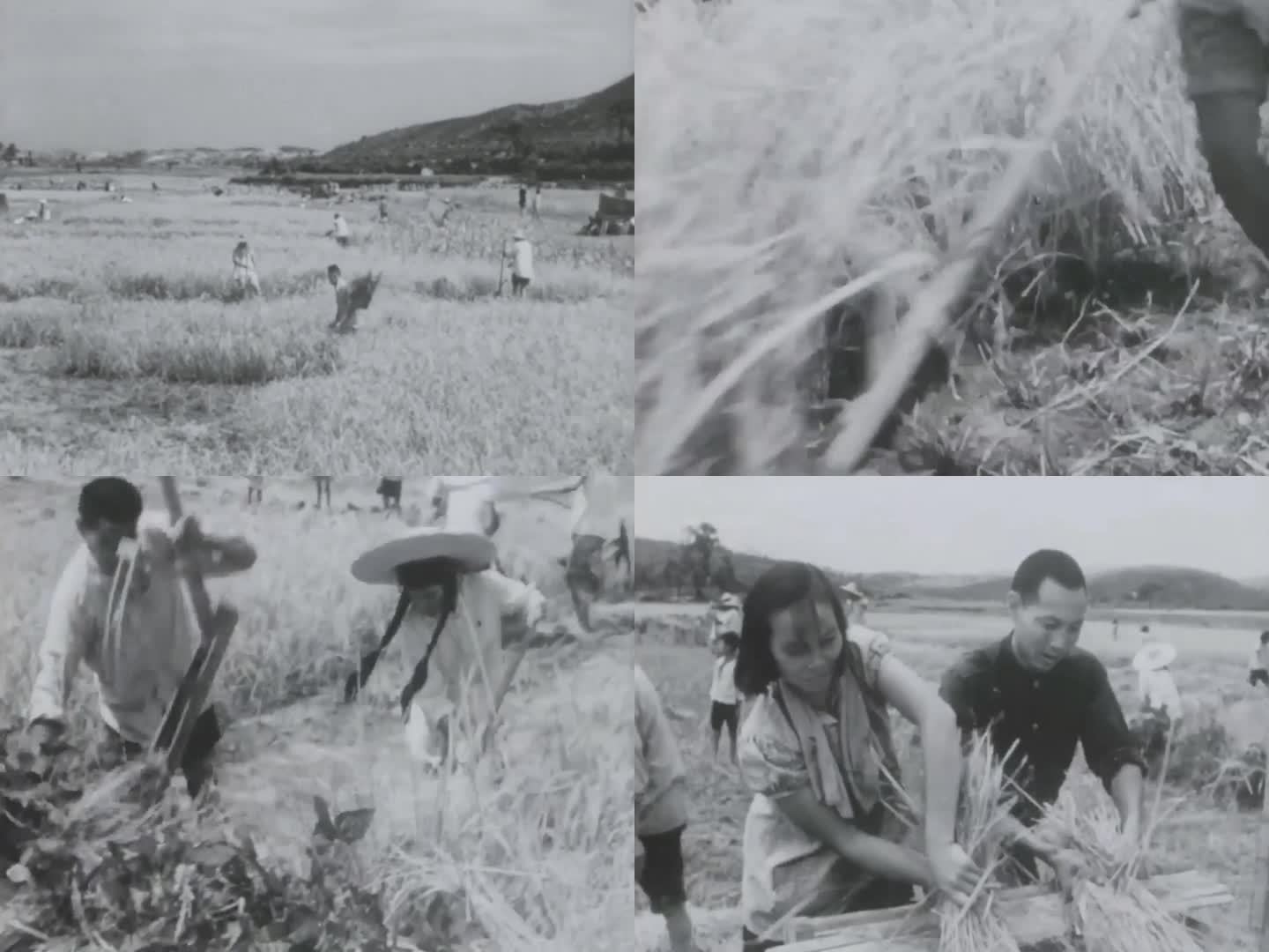 农民割稻子水稻丰收  5060年代