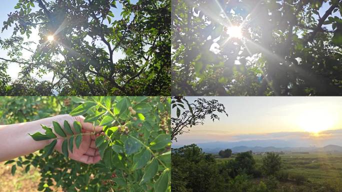 大山里的花椒