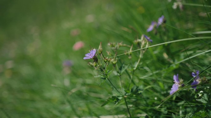 高山草和花的细节高山植被花卉特写自然生态