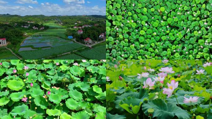 4K 航拍荷花 莲子采摘 莲子种植基地