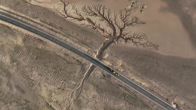 西藏公路风景生命之树