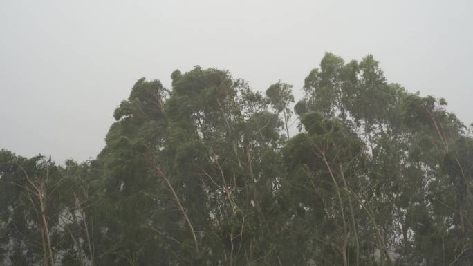 台风森林狂风暴雨风吹树林风吹雨打树木下雨