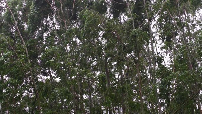 台风森林狂风暴雨风吹树林风吹雨打树木下雨