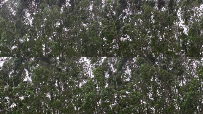 台风森林狂风暴雨风吹树林风吹雨打树木下雨