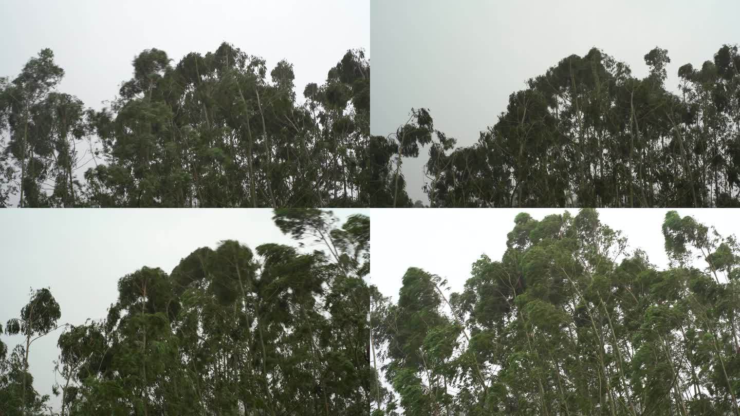 台风森林狂风暴雨风吹树林风吹雨打树木下雨